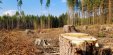 Суд стягнув у дохід Державного бюджету України понад 1 млн гривень за несанкціоновану рубку дерев